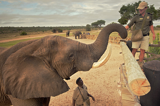 Daily Elephant Interaction Camp Jabulani The First Meeting Kapama Private Game Reserve Greater Kruger South Africa