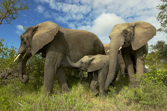 Elephant sightings Big 5 Wildlife Camp Jabulani Kapama Greater Kruger
