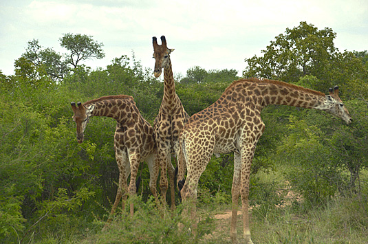 Big 5 Wildlife Giraffe Camp Jabulani Kapama Greater Kruger