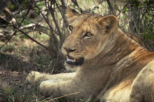 Lion sightings Big 5 Wildlife Camp Jabulani Kapama Greater Kruger