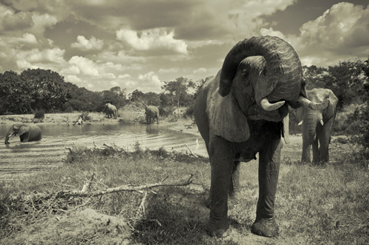 Elephant sighting waterhole Big 5 Wildlife Camp Jabulani Kapama Greater Kruger