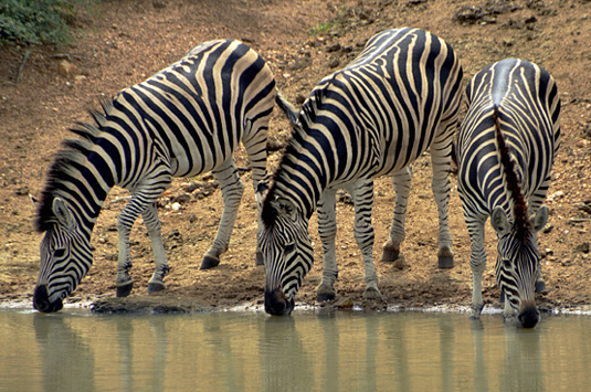 Big 5 Wildlife Zebra sightings Camp Jabulani Kapama  Greater Kruger