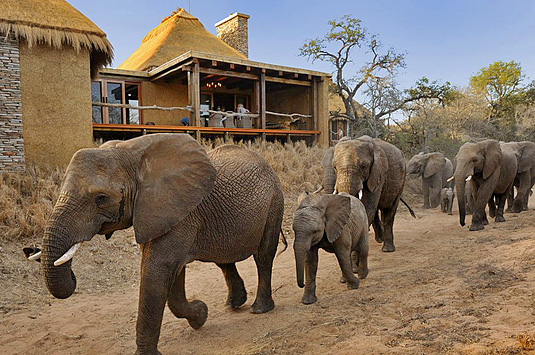 Private Zindoga Villa  Elephants Deck Camp Jabulani Big 5 Kapama Private Game Reserve Greater Kruger South Africa