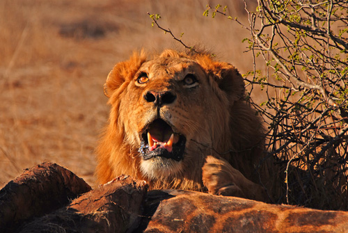 Lion - Kruger National Park Accommodation Bookings