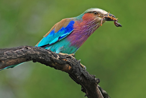 Lilac Breasted Roller - Kruger National Park Accommodation Bookings