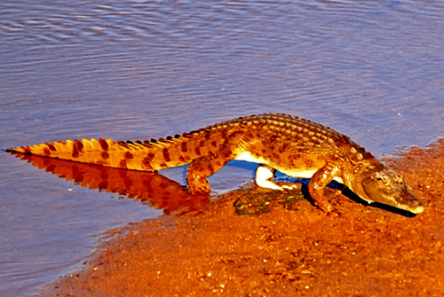 Crocodlie - Kruger National Park Accommodation Bookings