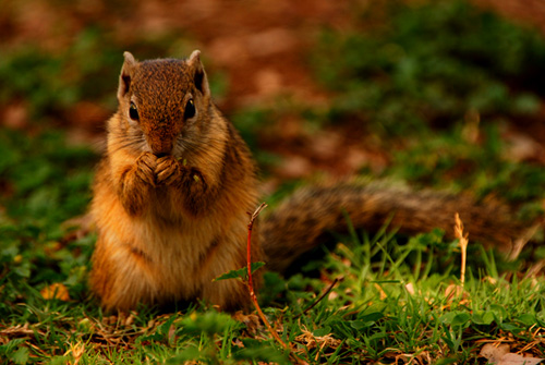 Squirrel - Kruger National Park Accommodation Bookings