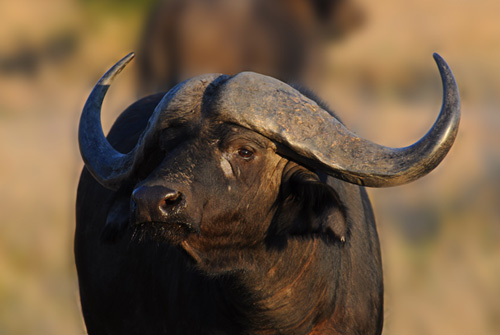 Buffalo - Kruger National Park Accommodation Bookings