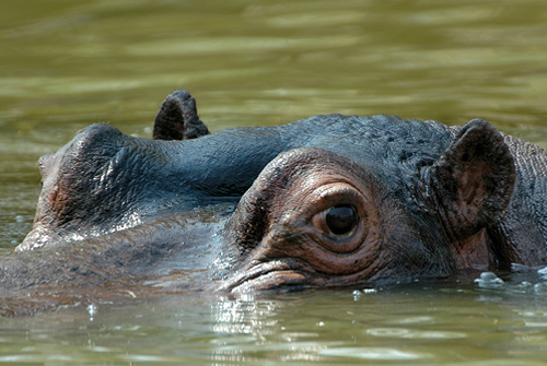 Hippo - Kruger National Park Accommodation Bookings